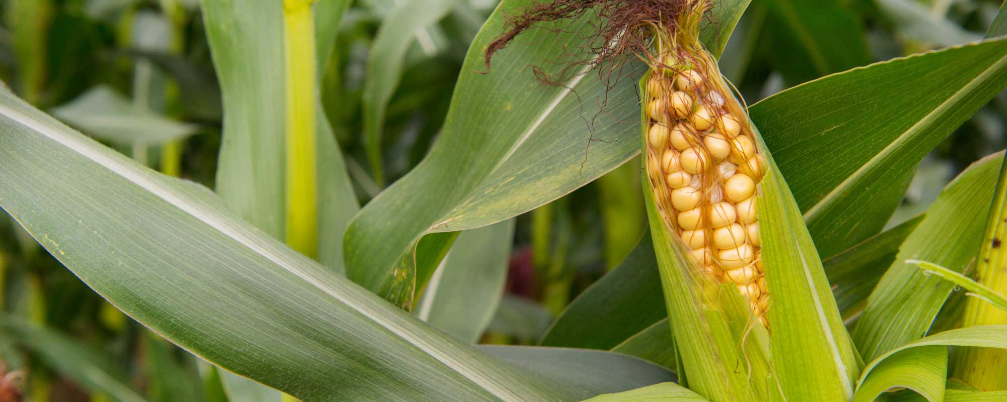 Ukuthanda Ukukhanya Community Farm (Ukuthanda) is a Biodiversity Stewardship Site owned by the community and is well known for its wide range of bird species. The sustainability of the biodiversity economy is driven by the commitment to conserve over 600 ha of wetlands and grasslands supported by the income-generating businesses to be launched by Ukuthanda to generate income.
