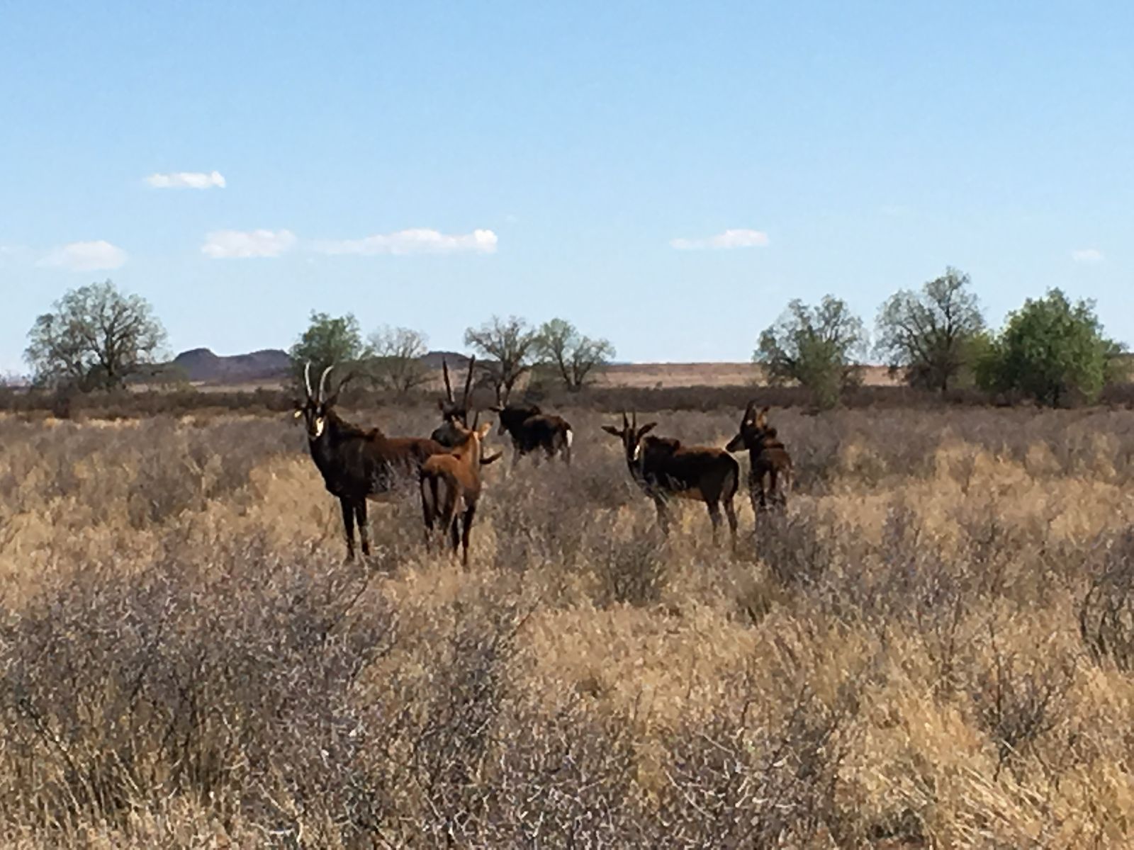 Kalema Game and Cattle Ranch